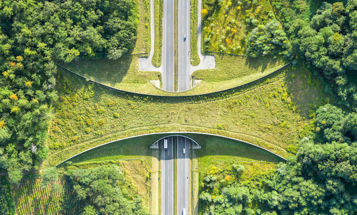 Good News for Deer, Coyote, and Drivers Too — Dedicated Wildlife Crossings