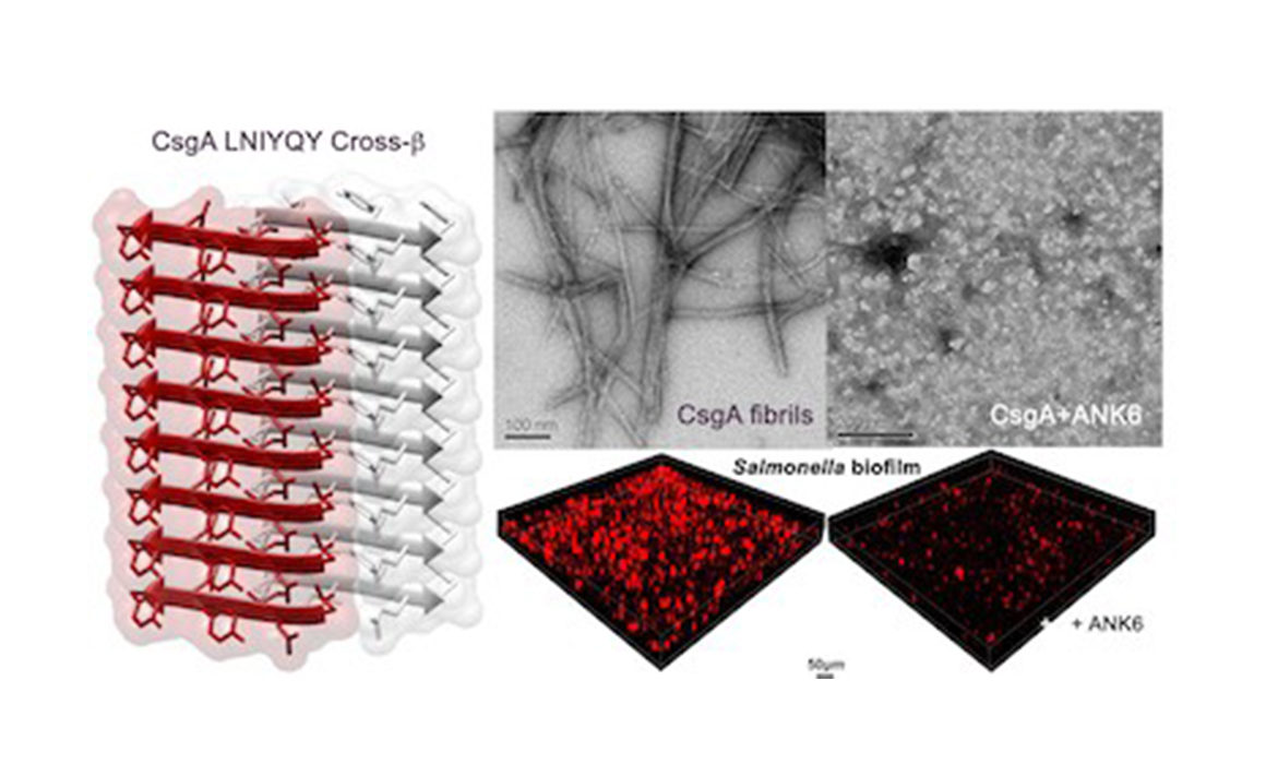 Neutralizing Antibiotic-Resistant Bacteria