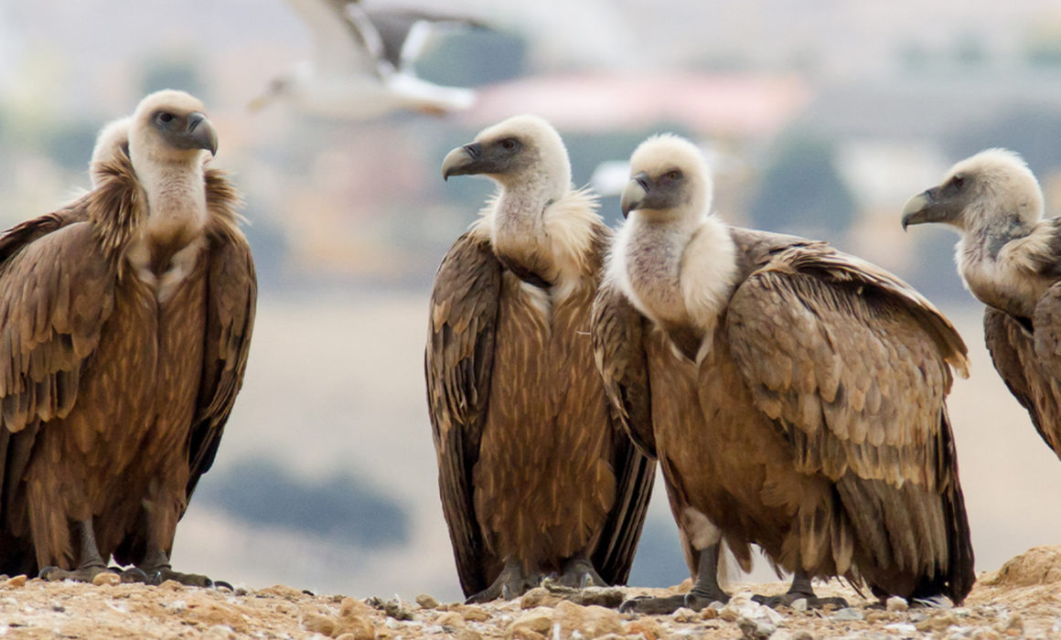An Endangered Baby Vulture and Its Unlikely Savior