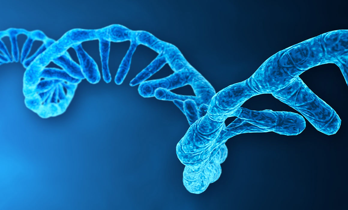 Technion Scientists Decipher a Mechanism that Integrates All Stages of the mRNA Lifecycle