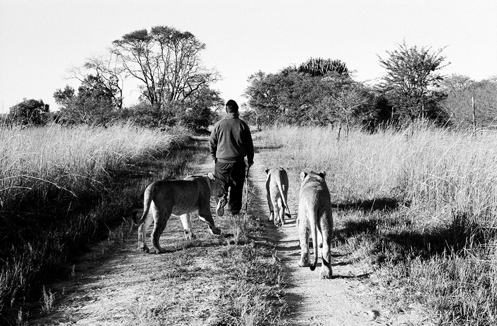 Rabbi+Lions ©Tobi Asmoucha